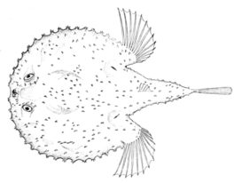Halieutaea stellata žvejyba