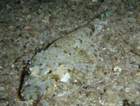 Cymbacephalus beauforti žvejyba