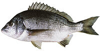 Acanthopagrus butcheri žvejyba