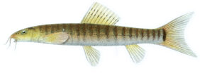Nemacheilus fasciatus žvejyba