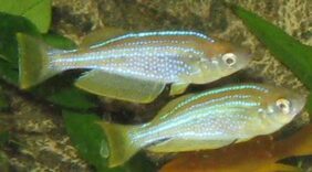 Lamprichthys tanganicanus žvejyba
