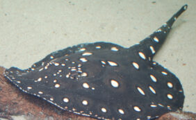Potamotrygon leopoldi žvejyba