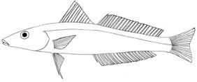 Sillago japonica žvejyba