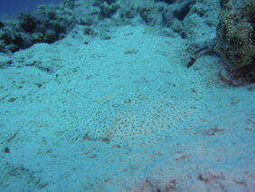 Pardachirus marmoratus žvejyba
