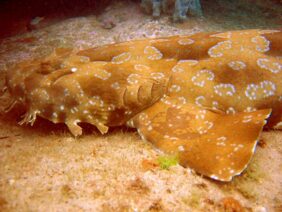 Orectolobus maculatus žvejyba