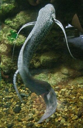 Protopterus aethiopicus aethiopicus žvejyba