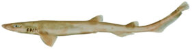 Galeus gracilis žvejyba