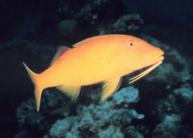 Parupeneus cyclostomus žvejyba