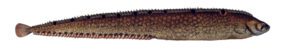 Taukžuvė