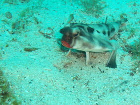 Ogcocephalus darwini žvejyba