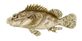 Scorpaenopsis oxycephala žvejyba