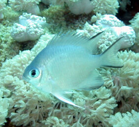 Amblyglyphidodon indicus žvejyba