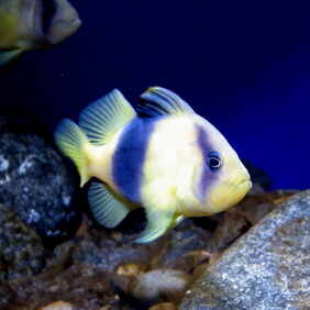 Diploprion bifasciatum žvejyba