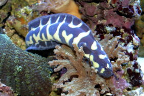 Pholidichthys leucotaenia žvejyba