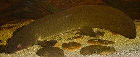 Neoceratodus forsteri žvejyba