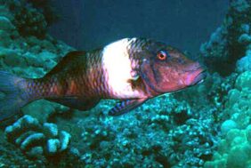 Parupeneus multifasciatus žvejyba
