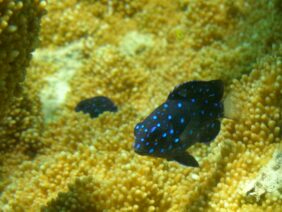 Microspathodon chrysurus žvejyba