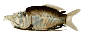 Opisthoproctus grimaldii žvejyba