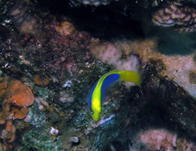 Pseudochromis flavivertex žvejyba