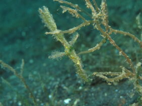 Solenostomus paegnius žvejyba