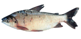 Prochilodus lineatus žvejyba
