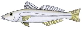 Sillago schomburgkii žvejyba