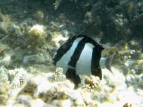 Zebrinis rifinis sargas