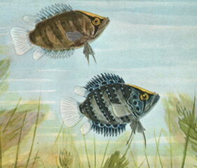 Polycentrus schomburgkii žvejyba