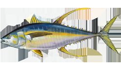 Thunnus albacares žvejyba