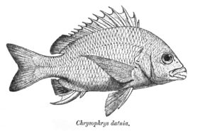 Acanthopagrus latus žvejyba