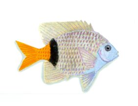 Plectroglyphidodon dickii žvejyba