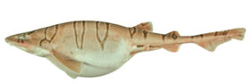 Cephaloscyllium hiscosellum žvejyba