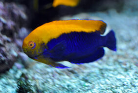 Centropyge aurantonotus žvejyba
