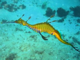Phyllopteryx taeniolatus žvejyba