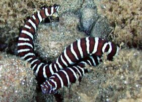 Gymnomuraena zebra žvejyba
