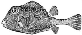 Lactophrys trigonus žvejyba