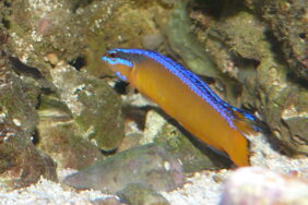Pseudochromis aldabraensis žvejyba