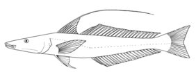 Sillaginopsis panijus žvejyba