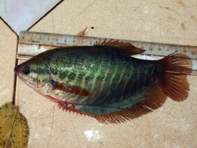 Trichopodus pectoralis žvejyba