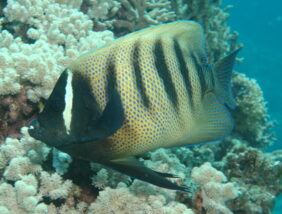 Pomacanthus sexstriatus žvejyba