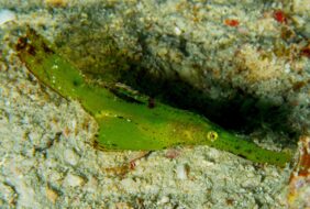 Solenostomus cyanopterus žvejyba