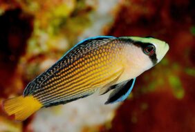 Manonichthys splendens žvejyba
