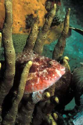Sparisoma aurofrenatum žvejyba