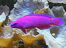Pseudochromis fridmani žvejyba