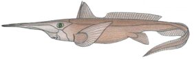Rhinochimaera atlantica žvejyba
