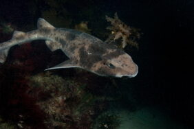 Cephaloscyllium laticeps žvejyba