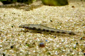 Psilorhynchus sucatio žvejyba