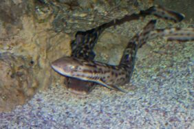 Atelomycterus marmoratus žvejyba