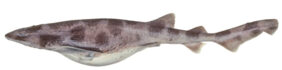 Cephaloscyllium albipinnum žvejyba
