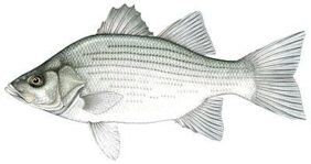 Morone chrysops žvejyba